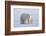 Polar bear with cub standing on ice, Svalbard, Norway-Danny Green-Framed Photographic Print