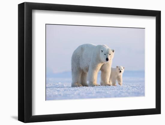 Polar bear with cub standing on ice, Svalbard, Norway-Danny Green-Framed Photographic Print