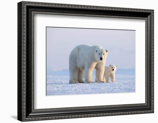 Polar bear with cub standing on ice, Svalbard, Norway-Danny Green-Framed Photographic Print