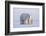 Polar bear with cub standing on ice, Svalbard, Norway-Danny Green-Framed Photographic Print