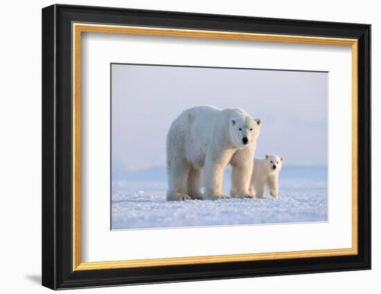 Polar bear with cub standing on ice, Svalbard, Norway-Danny Green-Framed Photographic Print