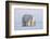 Polar bear with cub standing on ice, Svalbard, Norway-Danny Green-Framed Photographic Print