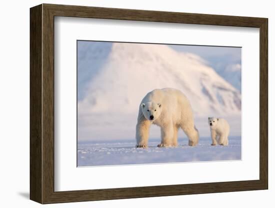 Polar bear with cub walking across ice, Svalbard, Norway-Danny Green-Framed Photographic Print