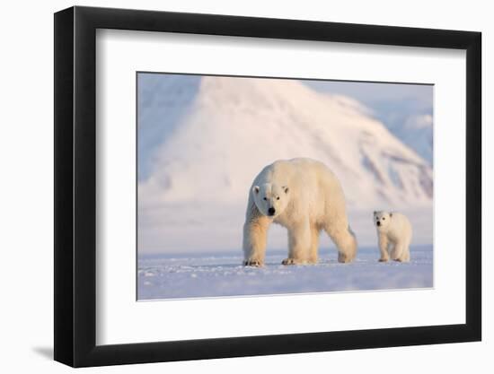 Polar bear with cub walking across ice, Svalbard, Norway-Danny Green-Framed Photographic Print