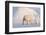 Polar bear with cub walking across ice, Svalbard, Norway-Danny Green-Framed Photographic Print