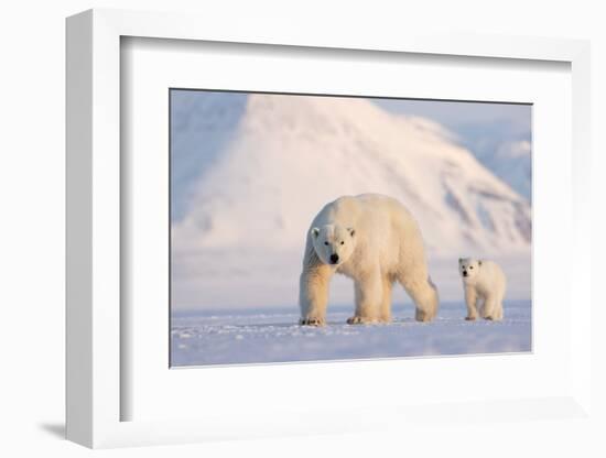 Polar bear with cub walking across ice, Svalbard, Norway-Danny Green-Framed Photographic Print