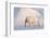 Polar bear with cub walking across ice, Svalbard, Norway-Danny Green-Framed Photographic Print