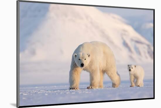 Polar bear with cub walking across ice, Svalbard, Norway-Danny Green-Mounted Photographic Print