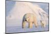 Polar bear with cub walking across ice, Svalbard, Norway-Danny Green-Mounted Photographic Print