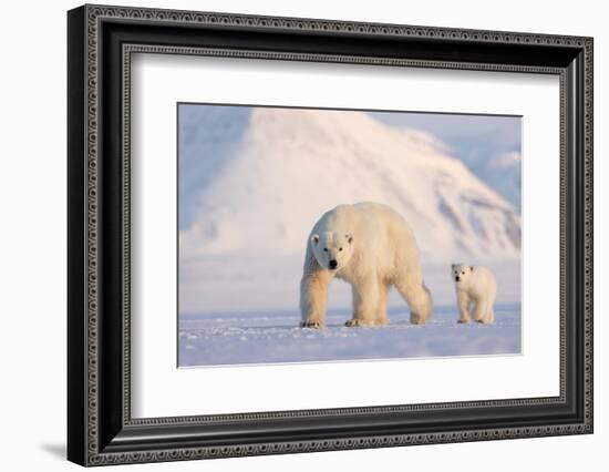 Polar bear with cub walking across ice, Svalbard, Norway-Danny Green-Framed Photographic Print