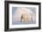 Polar bear with cub walking across ice, Svalbard, Norway-Danny Green-Framed Photographic Print