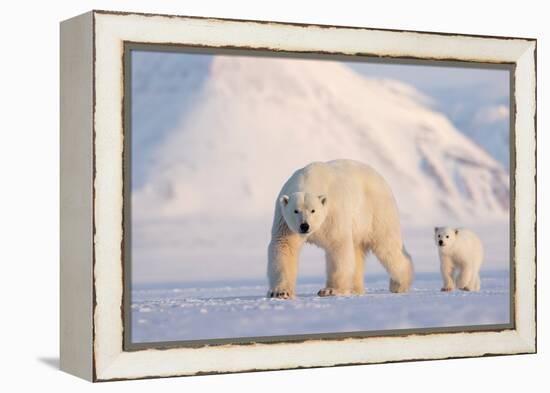 Polar bear with cub walking across ice, Svalbard, Norway-Danny Green-Framed Premier Image Canvas