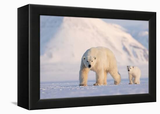 Polar bear with cub walking across ice, Svalbard, Norway-Danny Green-Framed Premier Image Canvas