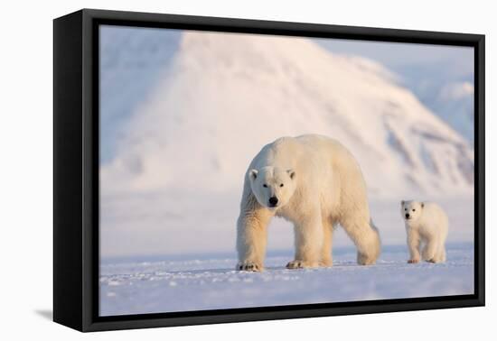 Polar bear with cub walking across ice, Svalbard, Norway-Danny Green-Framed Premier Image Canvas