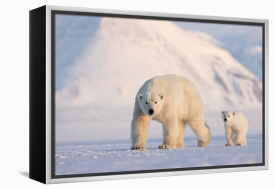 Polar bear with cub walking across ice, Svalbard, Norway-Danny Green-Framed Premier Image Canvas