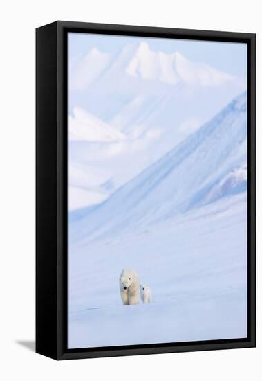 Polar bear with cub walking with mountains in background-Danny Green-Framed Premier Image Canvas