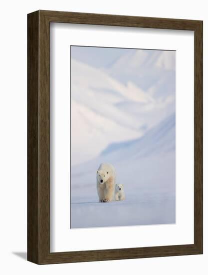 Polar bear with cub walking with mountains in background-Danny Green-Framed Photographic Print