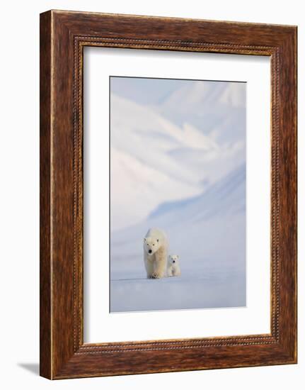 Polar bear with cub walking with mountains in background-Danny Green-Framed Photographic Print