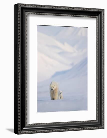 Polar bear with cub walking with mountains in background-Danny Green-Framed Photographic Print