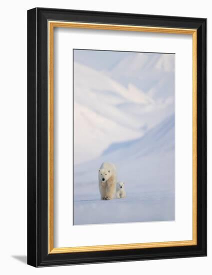 Polar bear with cub walking with mountains in background-Danny Green-Framed Photographic Print