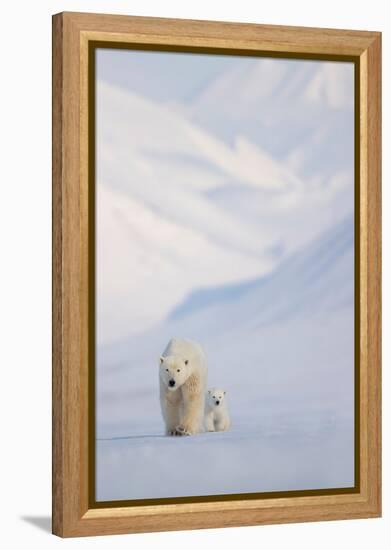 Polar bear with cub walking with mountains in background-Danny Green-Framed Premier Image Canvas