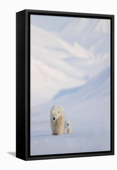 Polar bear with cub walking with mountains in background-Danny Green-Framed Premier Image Canvas