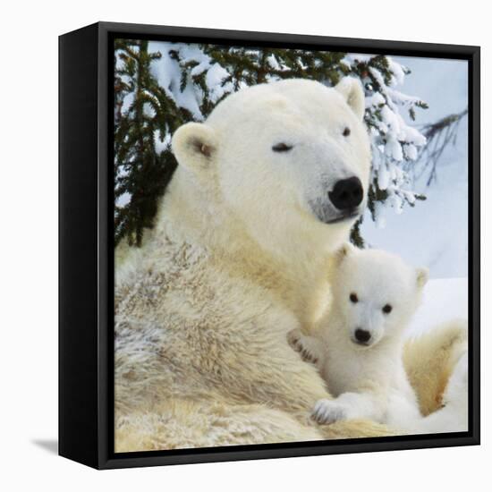 Polar Bear with Cub-null-Framed Premier Image Canvas