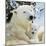 Polar Bear with Cub-null-Mounted Photographic Print
