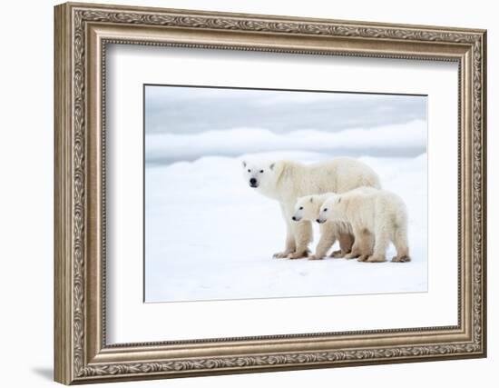 Polar bear with cubs standing in snow, Churchill, Canada-Danny Green-Framed Photographic Print