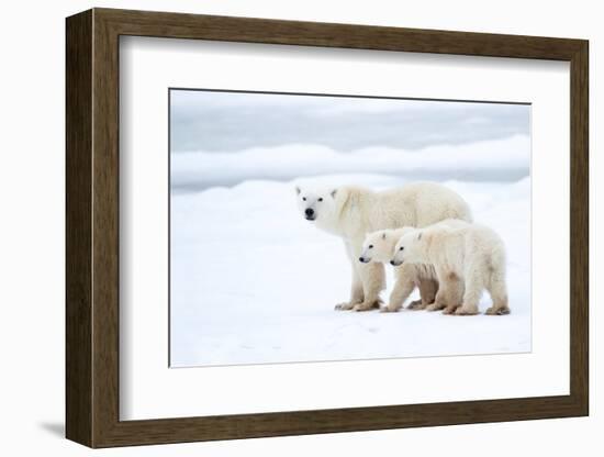 Polar bear with cubs standing in snow, Churchill, Canada-Danny Green-Framed Photographic Print