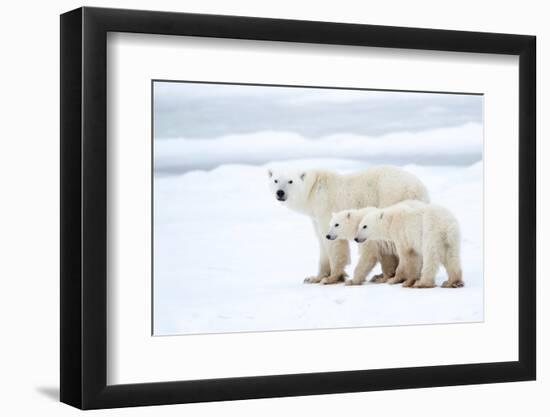 Polar bear with cubs standing in snow, Churchill, Canada-Danny Green-Framed Photographic Print