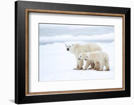 Polar bear with cubs standing in snow, Churchill, Canada-Danny Green-Framed Photographic Print