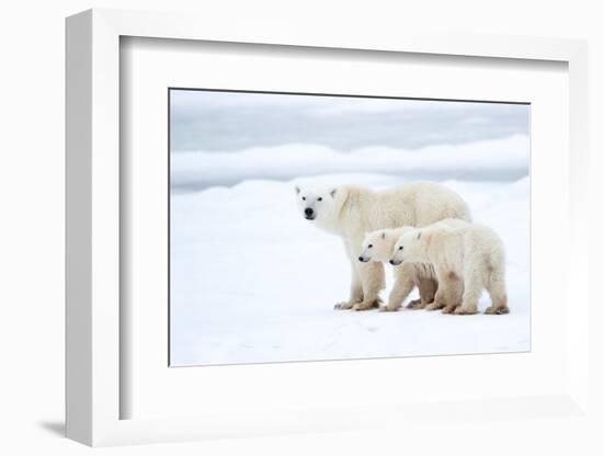 Polar bear with cubs standing in snow, Churchill, Canada-Danny Green-Framed Photographic Print