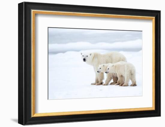 Polar bear with cubs standing in snow, Churchill, Canada-Danny Green-Framed Photographic Print