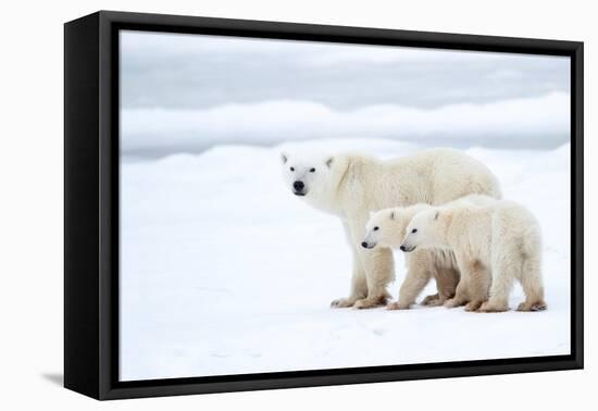 Polar bear with cubs standing in snow, Churchill, Canada-Danny Green-Framed Premier Image Canvas