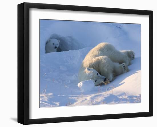 Polar Bear with Cubs, (Ursus Maritimus), Churchill, Manitoba, Canada-Thorsten Milse-Framed Photographic Print