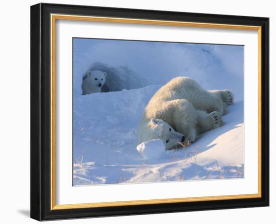 Polar Bear with Cubs, (Ursus Maritimus), Churchill, Manitoba, Canada-Thorsten Milse-Framed Photographic Print