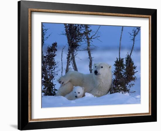 Polar Bear with Cubs, (Ursus Maritimus), Churchill, Manitoba, Canada-Thorsten Milse-Framed Photographic Print