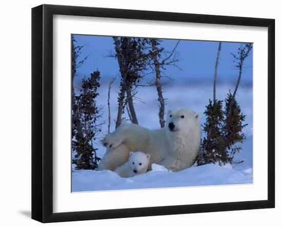 Polar Bear with Cubs, (Ursus Maritimus), Churchill, Manitoba, Canada-Thorsten Milse-Framed Photographic Print