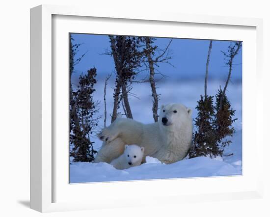 Polar Bear with Cubs, (Ursus Maritimus), Churchill, Manitoba, Canada-Thorsten Milse-Framed Photographic Print