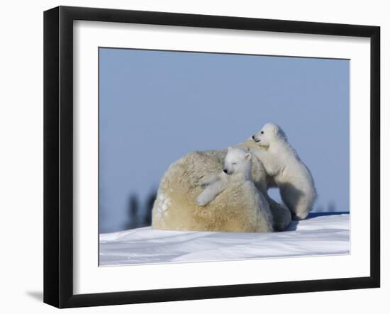 Polar Bear with Cubs, (Ursus Maritimus), Churchill, Manitoba, Canada-Thorsten Milse-Framed Photographic Print