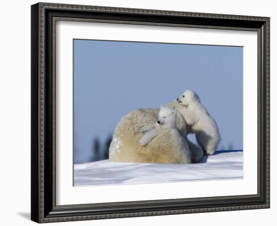 Polar Bear with Cubs, (Ursus Maritimus), Churchill, Manitoba, Canada-Thorsten Milse-Framed Photographic Print