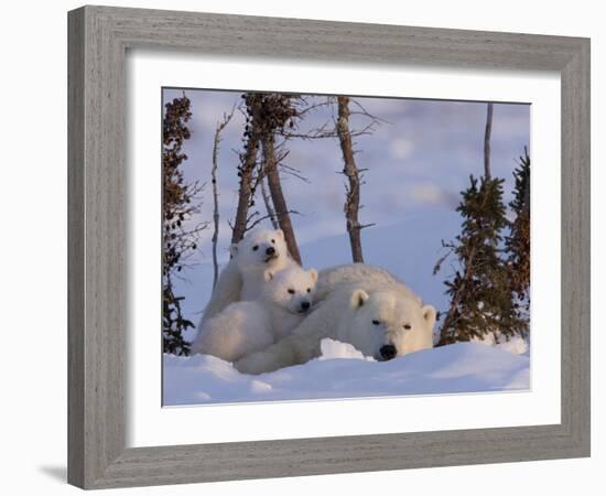 Polar Bear with Cubs, (Ursus Maritimus), Churchill, Manitoba, Canada-Thorsten Milse-Framed Photographic Print