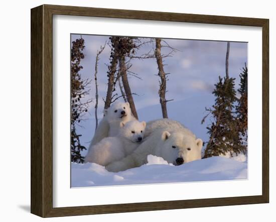 Polar Bear with Cubs, (Ursus Maritimus), Churchill, Manitoba, Canada-Thorsten Milse-Framed Photographic Print