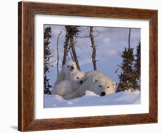 Polar Bear with Cubs, (Ursus Maritimus), Churchill, Manitoba, Canada-Thorsten Milse-Framed Photographic Print