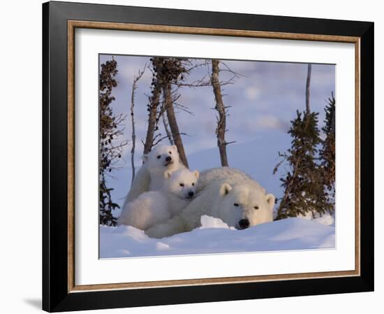 Polar Bear with Cubs, (Ursus Maritimus), Churchill, Manitoba, Canada-Thorsten Milse-Framed Photographic Print