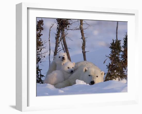 Polar Bear with Cubs, (Ursus Maritimus), Churchill, Manitoba, Canada-Thorsten Milse-Framed Photographic Print