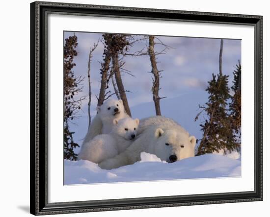 Polar Bear with Cubs, (Ursus Maritimus), Churchill, Manitoba, Canada-Thorsten Milse-Framed Photographic Print