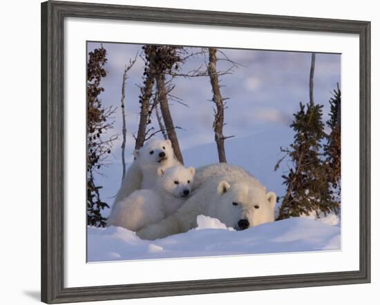 Polar Bear with Cubs, (Ursus Maritimus), Churchill, Manitoba, Canada-Thorsten Milse-Framed Photographic Print