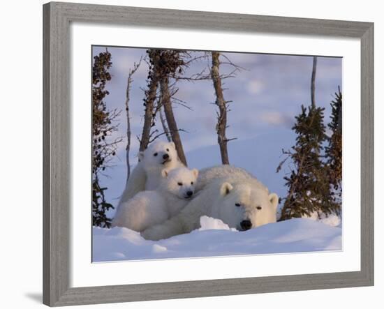 Polar Bear with Cubs, (Ursus Maritimus), Churchill, Manitoba, Canada-Thorsten Milse-Framed Photographic Print